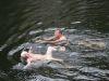 nore swim 2010 010