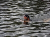 nore swim 2010 026