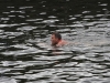 nore swim 2010 035