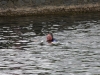 nore swim 2010 041