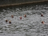 nore swim 2010 055