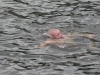 nore swim 2010 100