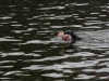 nore swim 2010 128